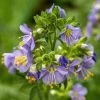 Heavenly Habit Jacob's Ladder -Garden Care Sale heavenly habit jacob s ladder close up flower