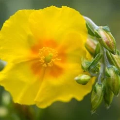 Ben Fhada Rock Rose (Helianthemum) -Garden Care Sale helianthemum ben fhada blooms buds