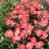 Ben Ledi Rock Rose (Helianthemum) -Garden Care Sale helianthemum bed ledi cropped 2
