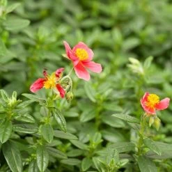 Ben Ledi Rock Rose (Helianthemum) -Garden Care Sale helianthemum ben ledi cropped 1