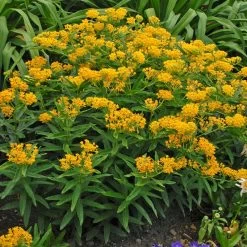 Hello Yellow Butterfly Weed -Garden Care Sale hello yellow butterfly weed
