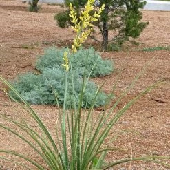 Yellow Flowering Texas Yucca (Hesperaloe) -Garden Care Sale hesperaloe parviflora yellow plant and flower