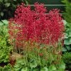 Firefly Coral Bells -Garden Care Sale heuchera firefly coral bells 1