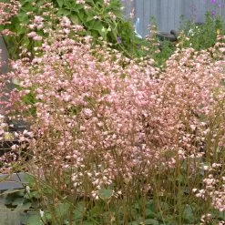 Weston Pink Coral Bells -Garden Care Sale heuchera weston pink coral bells
