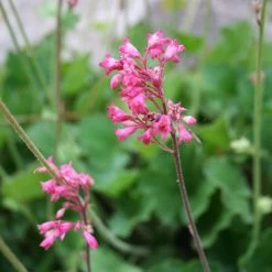 Dwarf Coral Bells -Garden Care Sale heuchera sanquinea v. pulchra