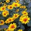 Burning Hearts Heliopsis 1 Burning Hearts Heliopsis -Garden Care Sale high country gardens heliopsis helianthoides burning hearts 2