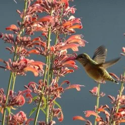 Agastache Rupestris 14 Agastache Rupestris -Garden Care Sale hummingbirdandagastache rupestris