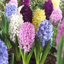 Garden Care Sale 32 Easter Joy Hyacinth Mix