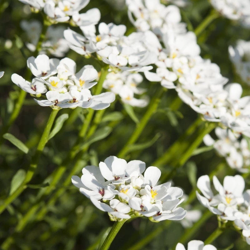 Purity Dwarf Candytuft (Iberis) 5 Purity Dwarf Candytuft (Iberis) - Image 3