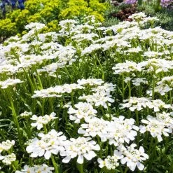 Purity Dwarf Candytuft (Iberis) 9 Purity Dwarf Candytuft (Iberis) -Garden Care Sale iberis sempervirens purity dwarf candytuft 59555 2.jpg 1