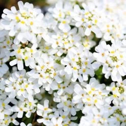 Purity Dwarf Candytuft (Iberis) 7 Purity Dwarf Candytuft (Iberis) -Garden Care Sale iberis sempervirens purity dwarf candytuft 59555 4 1