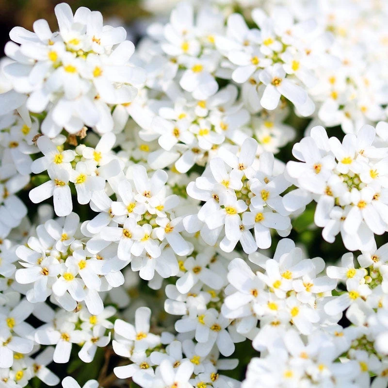 Purity Dwarf Candytuft (Iberis) 4 Purity Dwarf Candytuft (Iberis) - Image 2