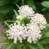 Ice Ballet Swamp Milkweed 2 Ice Ballet Swamp Milkweed -Garden Care Sale ice ballet 1