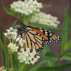 Ice Ballet Swamp Milkweed 9 Ice Ballet Swamp Milkweed -Garden Care Sale ice ballet 2