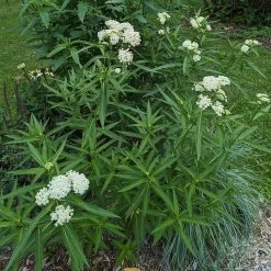 Ice Ballet Swamp Milkweed 13 Ice Ballet Swamp Milkweed -Garden Care Sale ice ballet 4