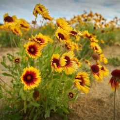 Dry Area Wildflower Seed Mix -Garden Care Sale indian blanket flower