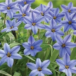 Garden Care Sale -Garden Care Sale ipheion uniflorum jessie 59592 web