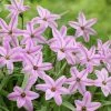 Charlotte Bishop Spring Starflower 2 Charlotte Bishop Spring Starflower -Garden Care Sale ipheioncharlottebishop