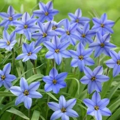 Jessie Spring Starflower 7 Jessie Spring Starflower -Garden Care Sale ipheionjessie