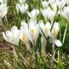 Joan Of Arc Dutch Crocus -Garden Care Sale joan of arc crocus white 1103171546 cropped