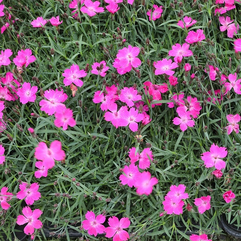 Kahori Pink® Dianthus 4 Kahori Pink® Dianthus - Image 2