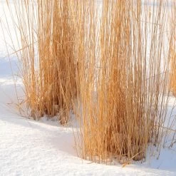 Karl Foerster Feather Reed Grass -Garden Care Sale karl foerster feather reed grass winter