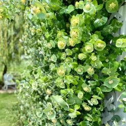 Kintzley's Ghost® Honeysuckle Vine 7 Kintzley's Ghost® Honeysuckle Vine -Garden Care Sale kintzkeys ghost honeysucke 1