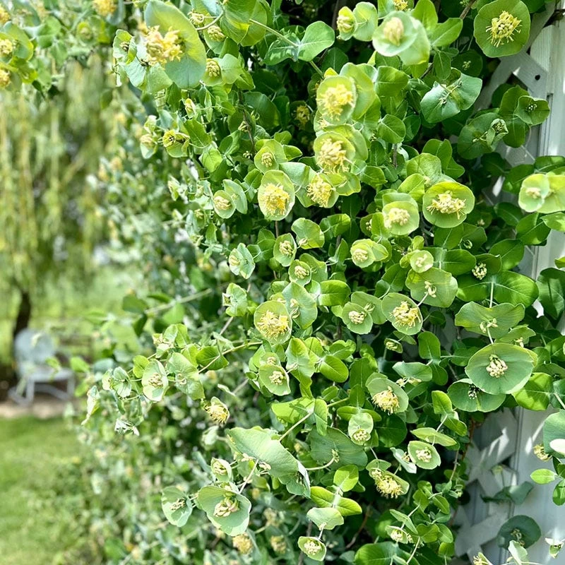 Kintzley's Ghost® Honeysuckle Vine 4 Kintzley's Ghost® Honeysuckle Vine - Image 2