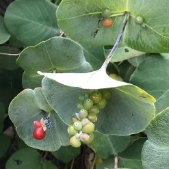 Kintzley's Ghost® Honeysuckle Vine 8 Kintzley's Ghost® Honeysuckle Vine -Garden Care Sale kintzkeys ghost honeysucke 2