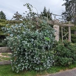 Kintzley's Ghost® Honeysuckle Vine 9 Kintzley's Ghost® Honeysuckle Vine -Garden Care Sale kintzkeys ghost honeysucke 3