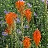 Dwarf Red Hot Poker 2 Dwarf Red Hot Poker -Garden Care Sale kniphofia triangularis biennial aster