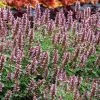 Kudos™ Silver Blue Agastache -Garden Care Sale kudos silver blue agastache 1