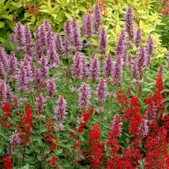 Kudos™ Silver Blue Agastache -Garden Care Sale kudos silver blue agastache 2