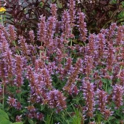 Kudos™ Silver Blue Agastache -Garden Care Sale kudos silver blue agastache 3