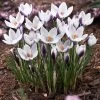 Lady Killer Snow Crocus -Garden Care Sale lady killer snow crocus