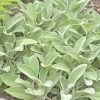 Helen Von Stein Lamb's Ear -Garden Care Sale lambs ear helen von stein walters garden 2