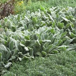 Helen Von Stein Lamb's Ear -Garden Care Sale lambs ear helen von stein 1