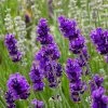 FlowerKisser® After Midnight English Lavender -Garden Care Sale lavander angustifolia after midnight 2 cc cropped 2