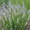 FlowerKisser® Delft Blue & White English Lavender -Garden Care Sale lavandula angustifolia delft blue and white flowers