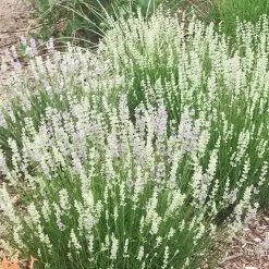 FlowerKisser® Delft Blue & White English Lavender -Garden Care Sale lavandula angustifolia flowerkisser delft blue and white flowers