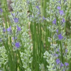 FlowerKisser® Delft Blue & White English Lavender -Garden Care Sale lavandula angustifolia flowerkisser delft blue flower
