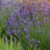Munstead Violet English Lavender -Garden Care Sale lavandula angustifolia munstead violet 1 1
