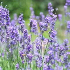 Vera English Lavender 9 Vera English Lavender -Garden Care Sale lavandula angustifolia vera