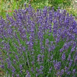 Vera English Lavender 8 Vera English Lavender -Garden Care Sale lavandula angustifolia vera cc 1