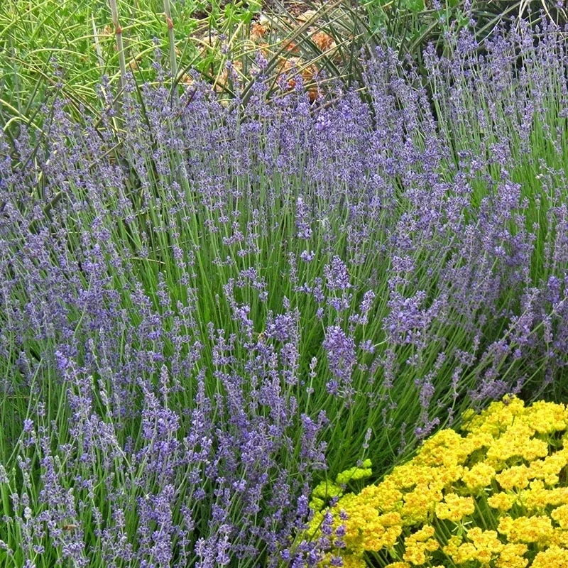Vera English Lavender 3 Vera English Lavender