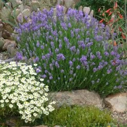Wee One Dwarf English Lavender -Garden Care Sale lavandula angustifolia wee one with melampodium leucanthum 1