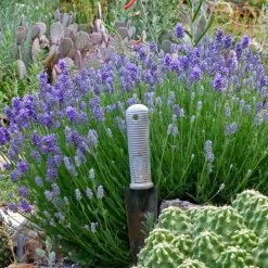 Wee One Dwarf English Lavender -Garden Care Sale lavandula angustifolia wee one with trowel for size cc 1