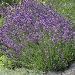 Buena Vista English Lavender -Garden Care Sale lavandula buena vista lavender garden 2