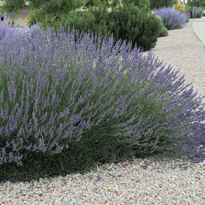 Grosso French Lavender 5 Grosso French Lavender - Image 3