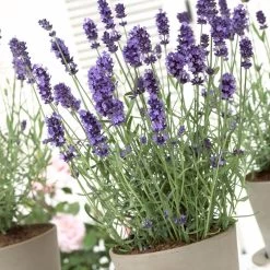 Hidcote Blue English Lavender -Garden Care Sale lavandula hidcote lavender pot 1